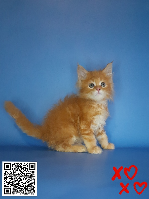 Gatto Fantastico Mia - Кошеня мейн-кун 2,5 тижні