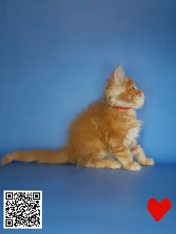 Gatto Fantastico Mia - Кошеня мейн-кун 2,5 тижні