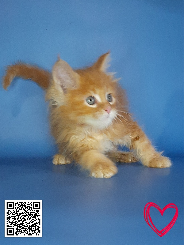 Gatto Fantastico Mia - Кошеня мейн-кун 2,5 тижні