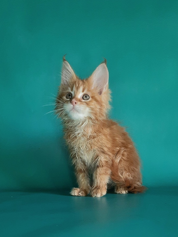Gatto Fantastico Mathilde - Kitten maine-coon 1 month 2 weeks