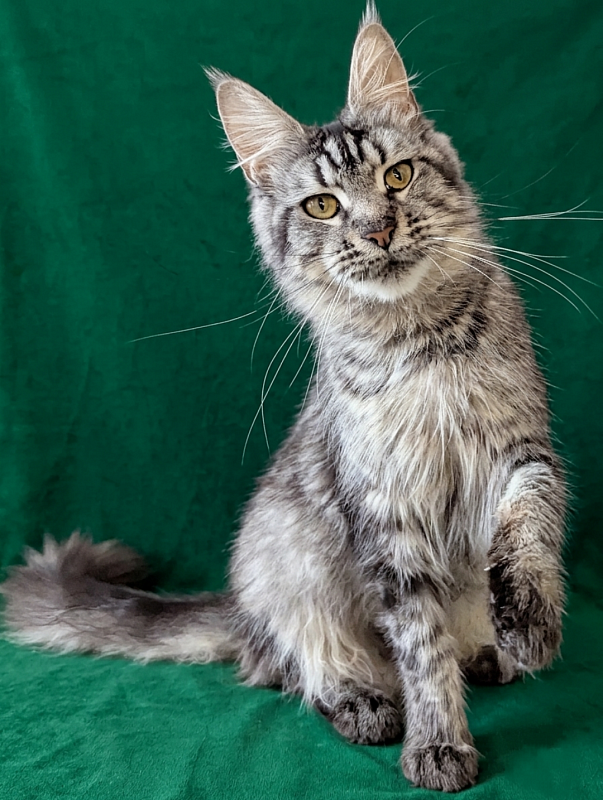 Gatto Fantastico Paprika - Adult maine-coon 1 year 10 months 2 weeks