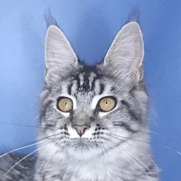 Gatto Fantastico Paprika