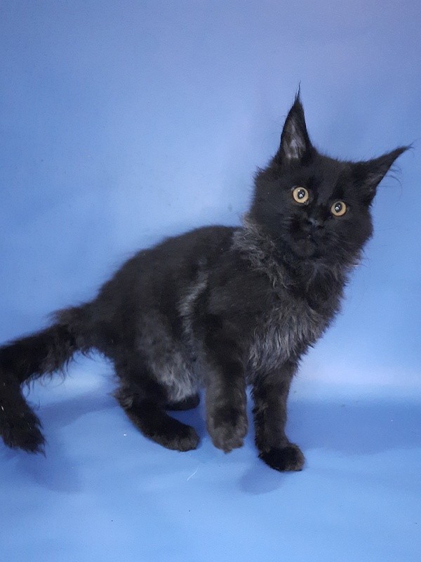 Gatto Fantastico Quentin - Кошеня мейн-кун 4 місяця 3 тижні