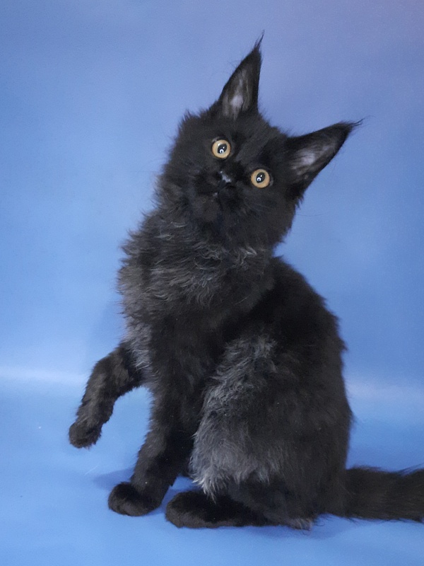 Gatto Fantastico Quentin - Кошеня мейн-кун 4 місяця 3 тижні