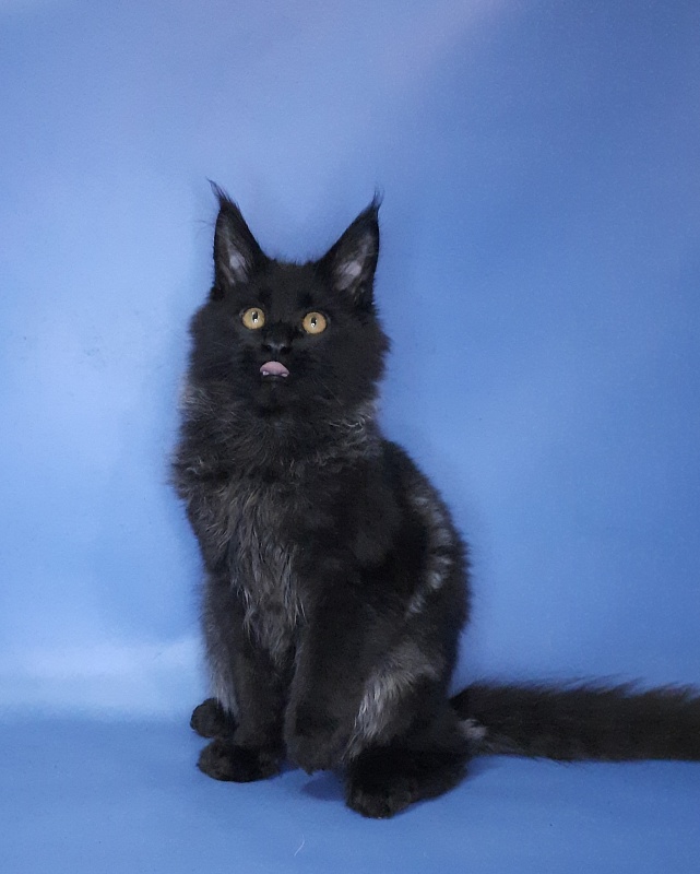 Gatto Fantastico Quentin - Кошеня мейн-кун 4 місяця 3,5 тижні