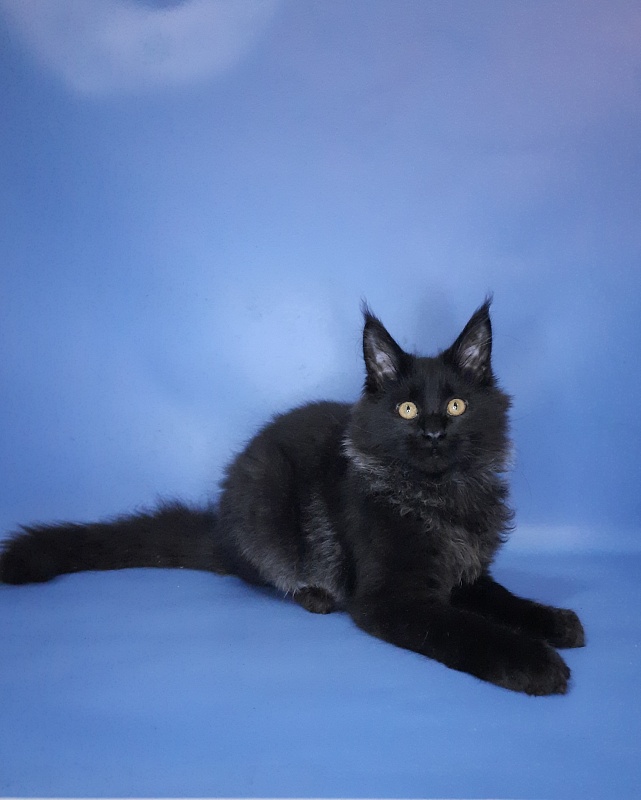 Gatto Fantastico Quentin - Кошеня мейн-кун 4 місяця 3,5 тижні