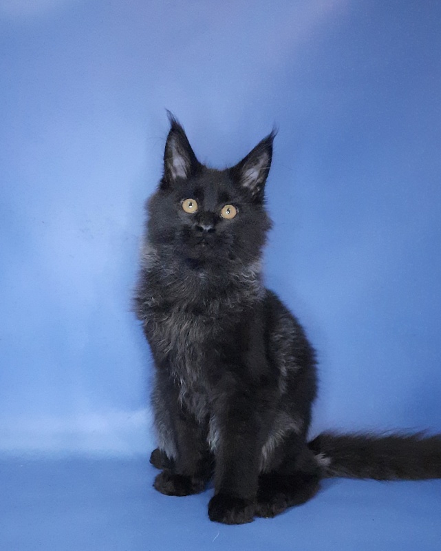 Gatto Fantastico Quentin - Кошеня мейн-кун 4 місяця 3,5 тижні