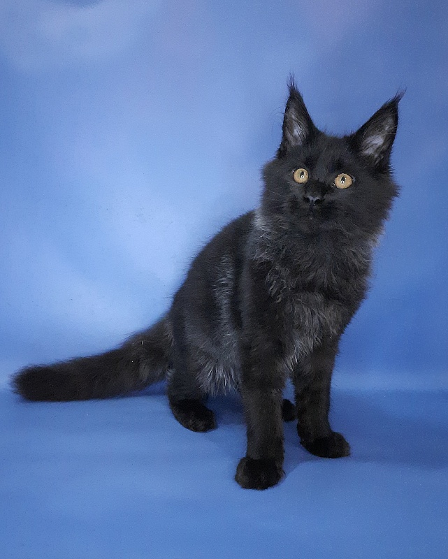 Gatto Fantastico Quentin - Кошеня мейн-кун 4 місяця 3,5 тижні