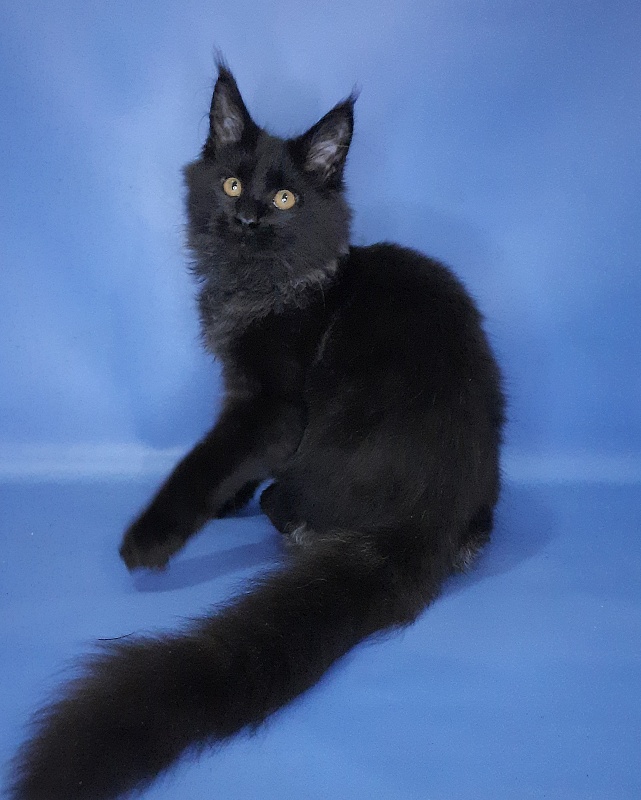 Gatto Fantastico Quentin - Кошеня мейн-кун 4 місяця 3,5 тижні