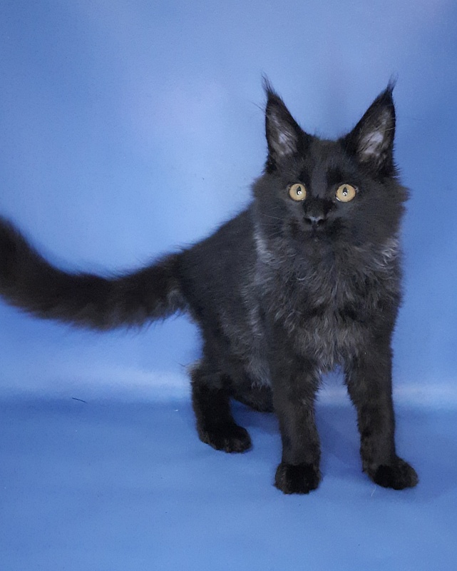 Gatto Fantastico Quentin - Кошеня мейн-кун 4 місяця 3,5 тижні