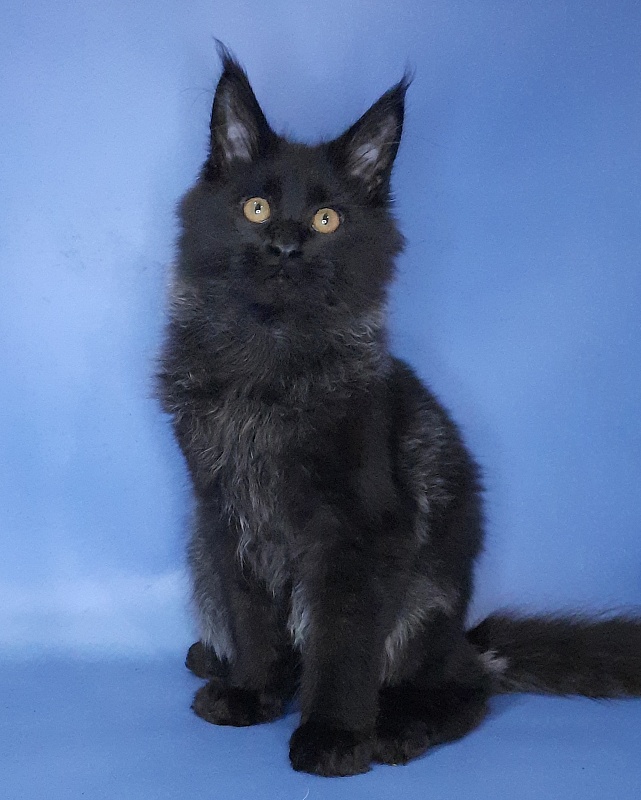 Gatto Fantastico Quentin - Кошеня мейн-кун 4 місяця 3,5 тижні