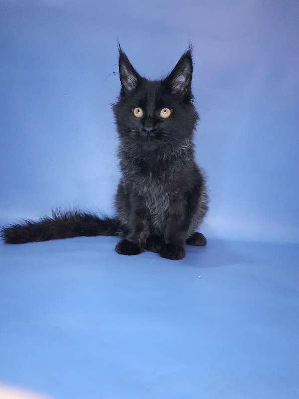 Gatto Fantastico Quentin - Кошеня мейн-кун 4 місяця 3 тижні