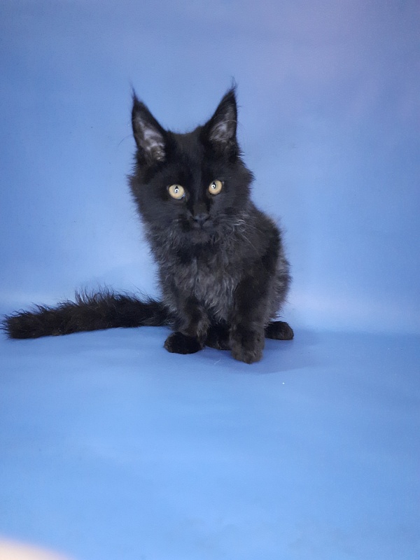 Gatto Fantastico Quentin - Кошеня мейн-кун 4 місяця 3 тижні