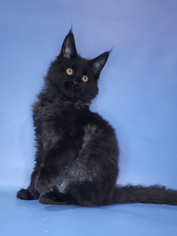 Gatto Fantastico Quentin - Кошеня мейн-кун 4 місяця 3 тижні