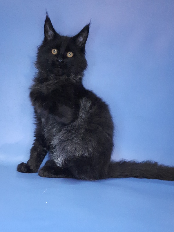 Gatto Fantastico Quentin - Кошеня мейн-кун 4 місяця 3 тижні