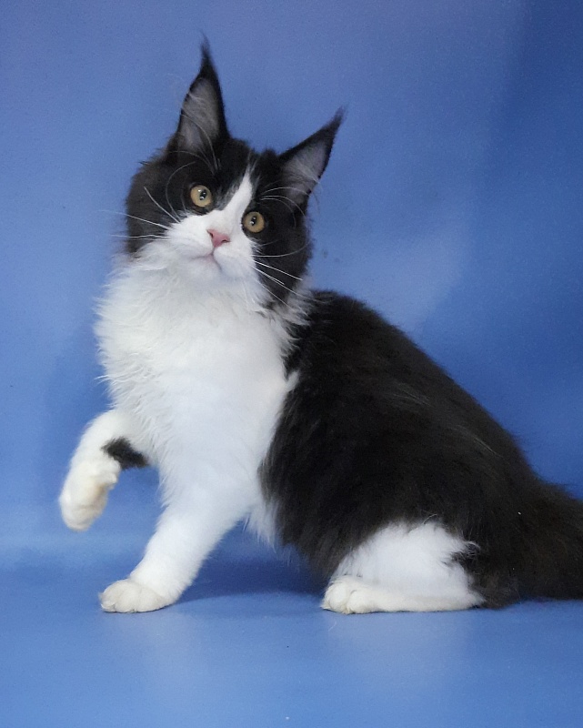 Gatto Fantastico Questa - Kitten maine-coon 4 months 3.5 weeks