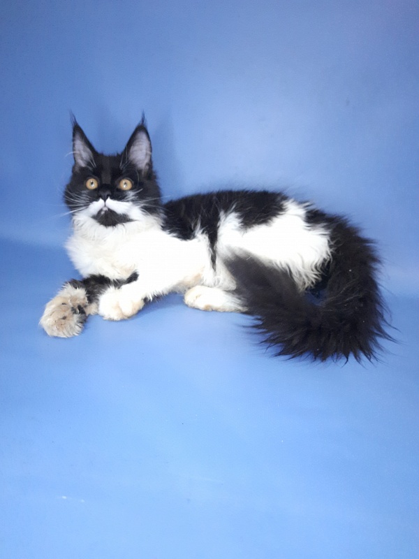 Gatto Fantastico Quinta - Кошеня мейн-кун 4 місяця 3 тижні