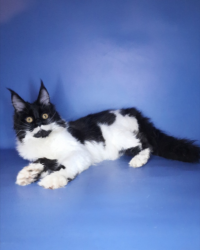 Gatto Fantastico Quinta - Кошеня мейн-кун 6 місяців