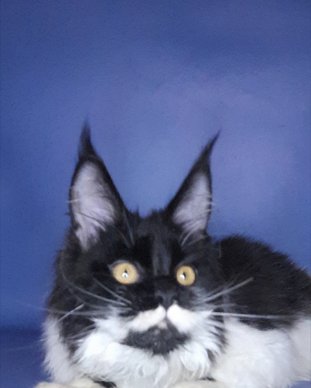 Gatto Fantastico Quinta - Кошеня мейн-кун 6 місяців