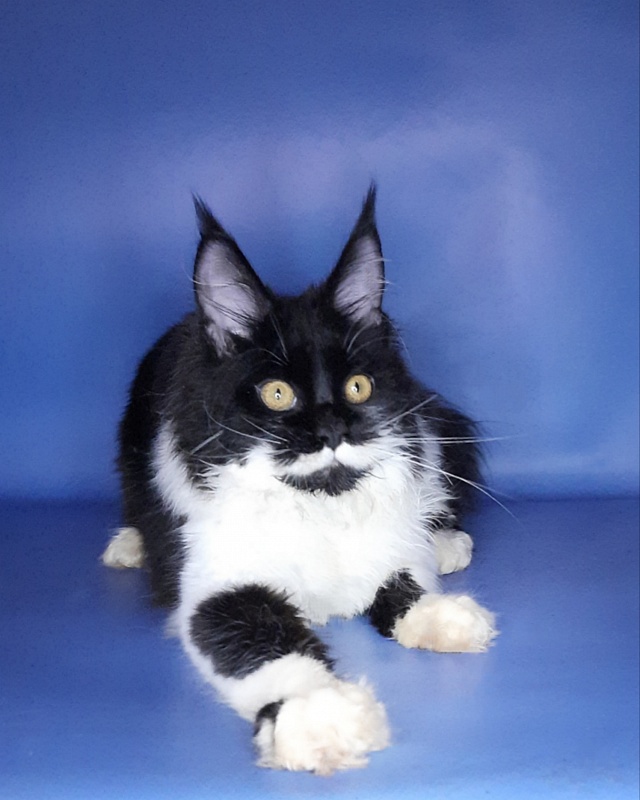 Gatto Fantastico Quinta - Кошеня мейн-кун 6 місяців