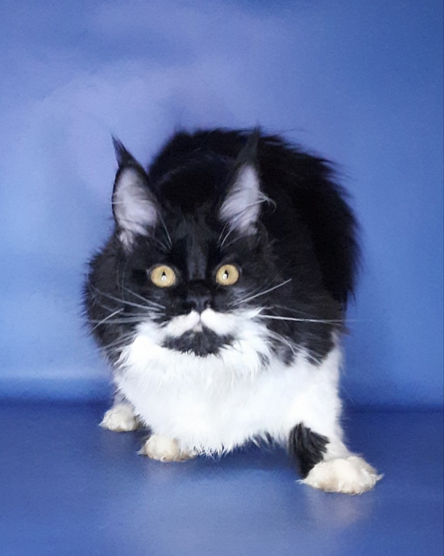 Gatto Fantastico Quinta - Кошеня мейн-кун 6 місяців