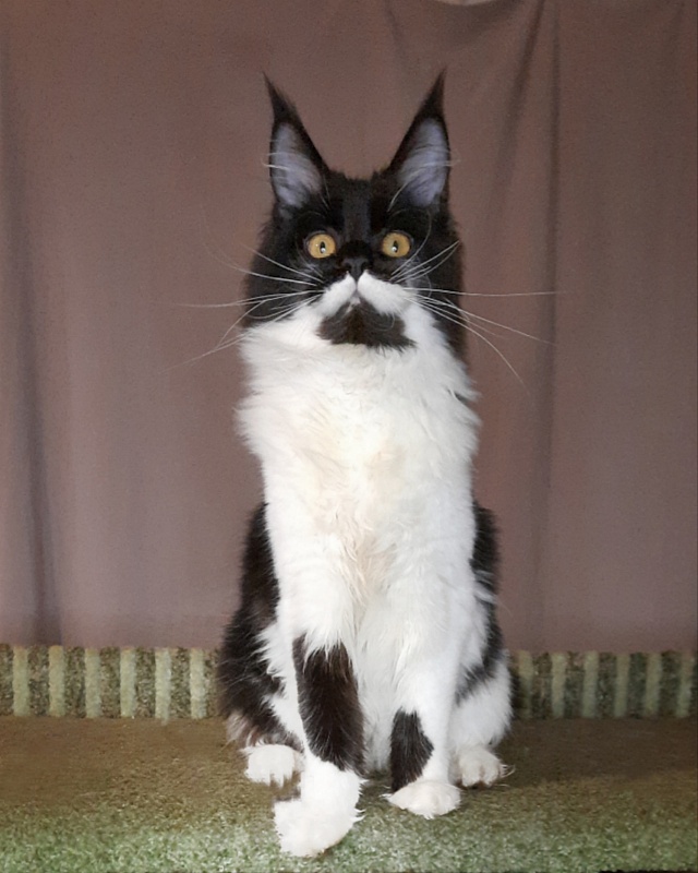 Gatto Fantastico Quinta - Кошеня мейн-кун 6 місяців 3 тижні