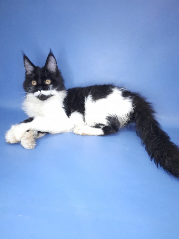 Gatto Fantastico Quinta - Кошеня мейн-кун 4 місяця 3 тижні