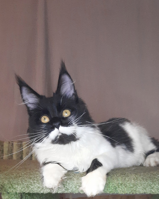 Gatto Fantastico Quinta - Кошеня мейн-кун 6 місяців 3 тижні