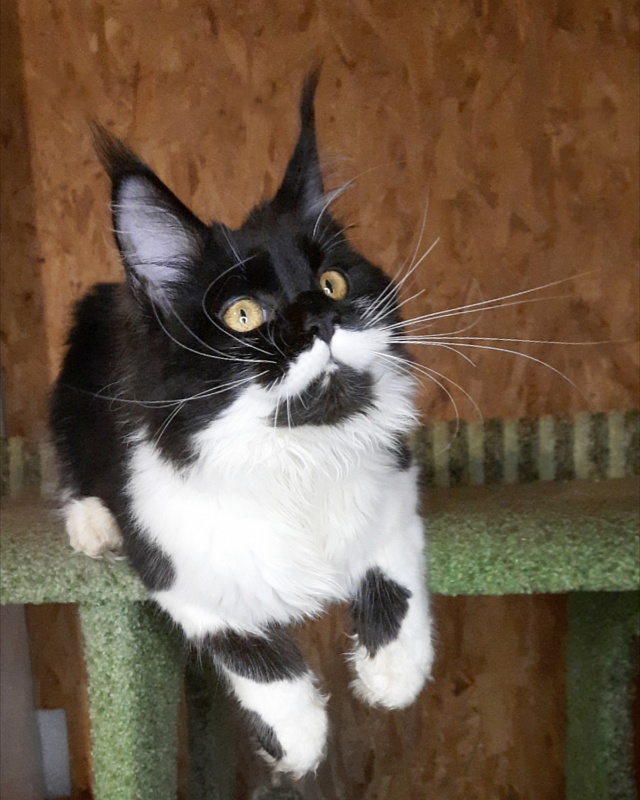 Gatto Fantastico Quinta - Кошеня мейн-кун 6 місяців 3 тижні