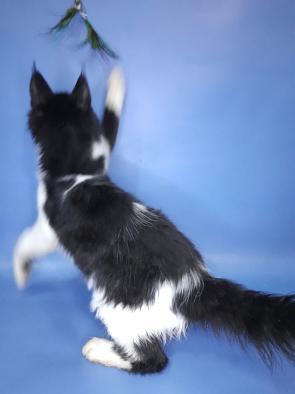 Gatto Fantastico Quinta - Кошеня мейн-кун 4 місяця 3 тижні