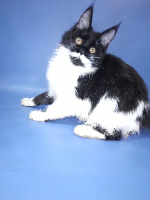 Gatto Fantastico Quinta - Кошеня мейн-кун 4 місяця 3 тижні