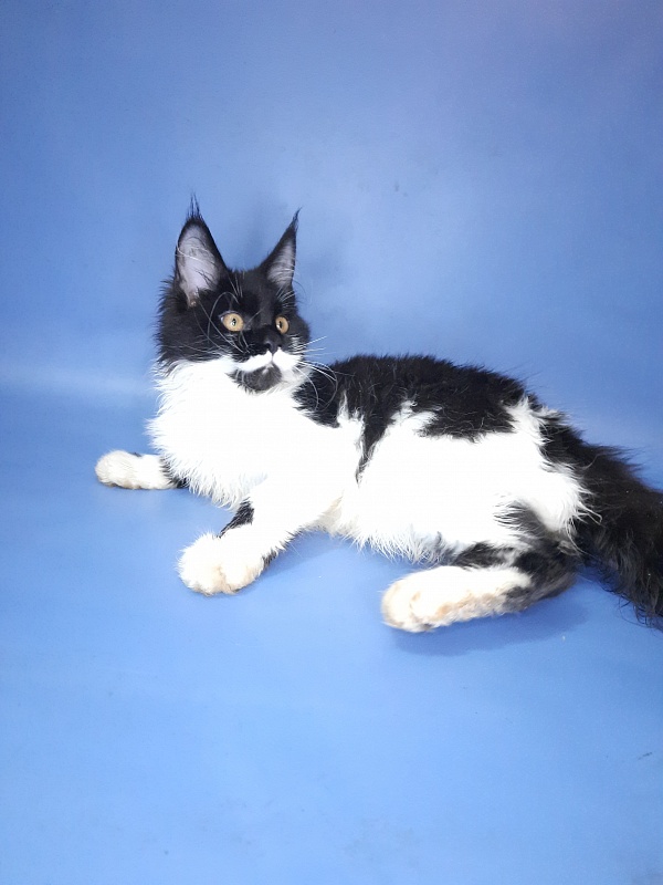 Gatto Fantastico Quinta - Кошеня мейн-кун 4 місяця 3 тижні