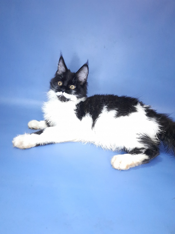 Gatto Fantastico Quinta - Кошеня мейн-кун 4 місяця 3 тижні