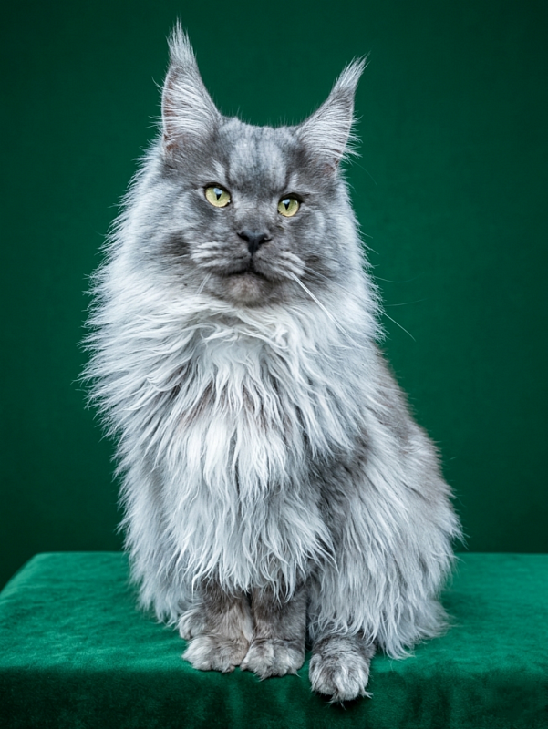 Handy Dandy Storm Shadow - Junior maine-coon 8 months 4 weeks