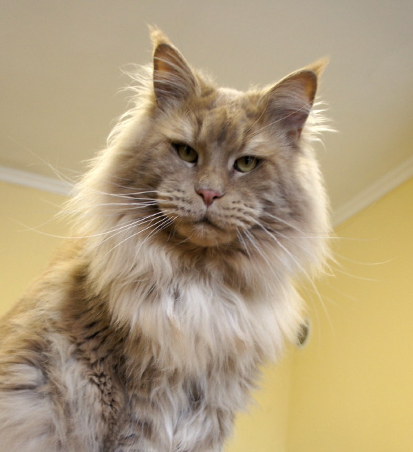 A Winerau's Ceylon of Perfect Cat - maine-coon 02/26/2013