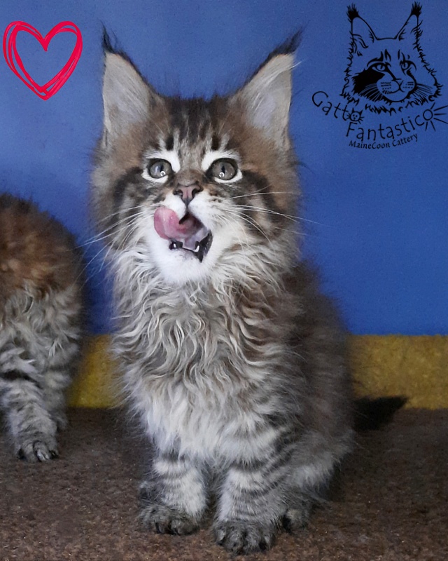 Gatto Fantastico Rosenelle - Kitten maine-coon 2 months 0.5 weeks