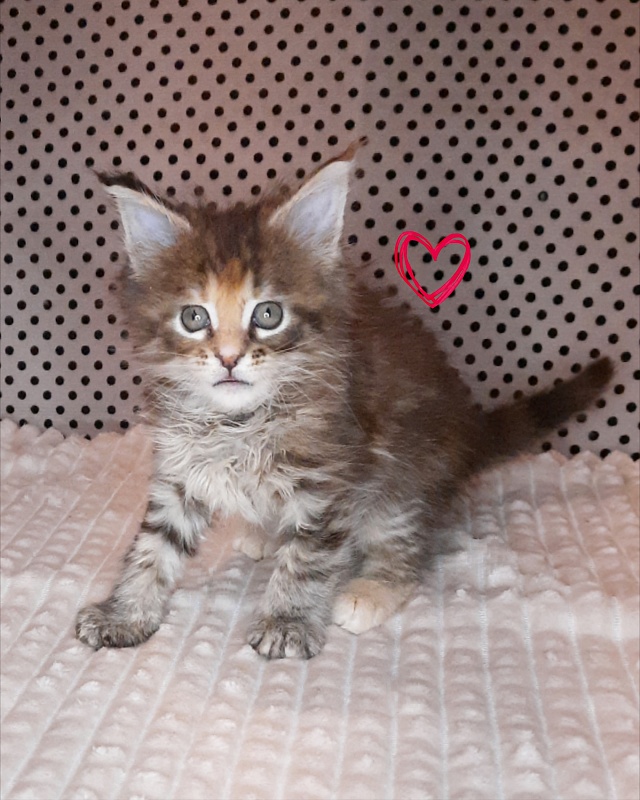 Gatto Fantastico Rufalina - Kitten maine-coon 1 month 2 weeks