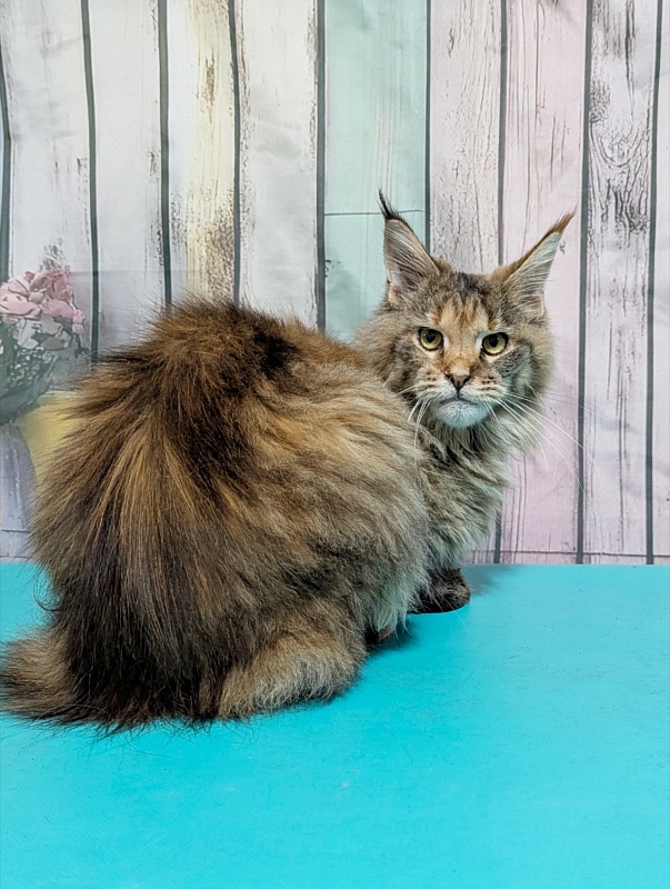 Gatto Fantastico Rufalina - Adult maine-coon 10 months 1 week