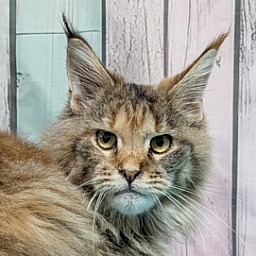 Gatto Fantastico Rufalina