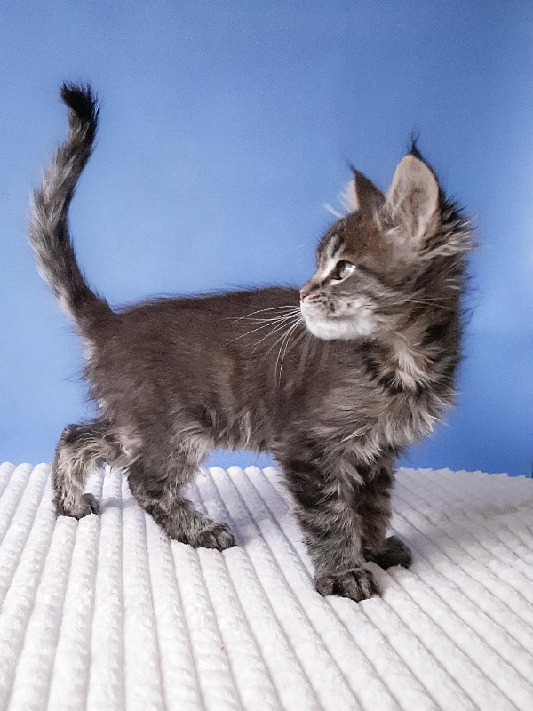 Gatto Fantastico  Romario - Kitten maine-coon 2 months 3 weeks