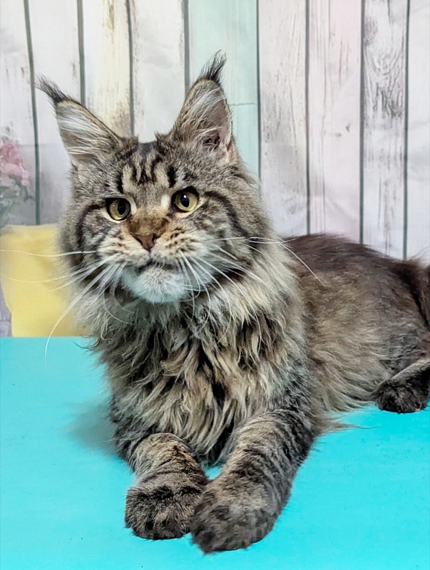 Gatto Fantastico  Romario - Adult maine-coon 10 months 1 week