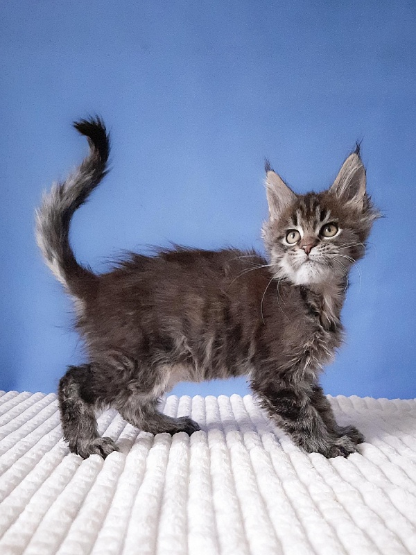 Gatto Fantastico  Romario - Kitten maine-coon 2 months 3 weeks