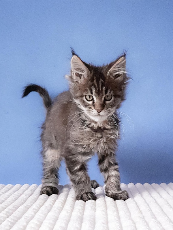 Gatto Fantastico  Romario - Kitten maine-coon 2 months 3 weeks