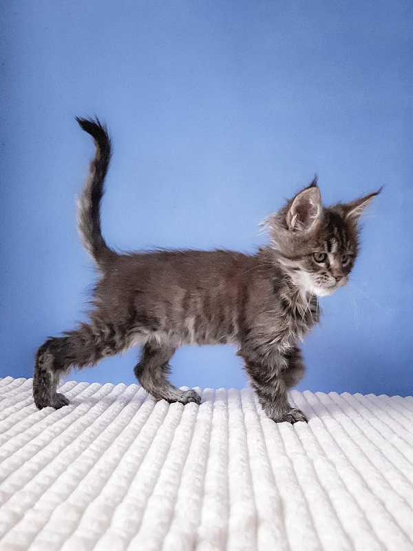 Gatto Fantastico  Romario - Kitten maine-coon 2 months 3 weeks