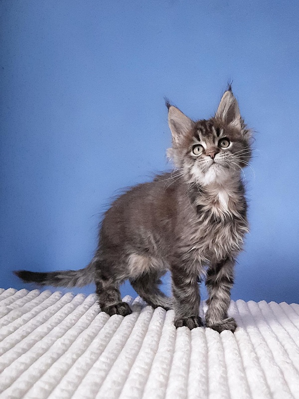 Gatto Fantastico  Romario - Kitten maine-coon 2 months 3 weeks