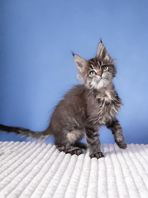 Gatto Fantastico  Romario - Kitten maine-coon 2 months 3 weeks