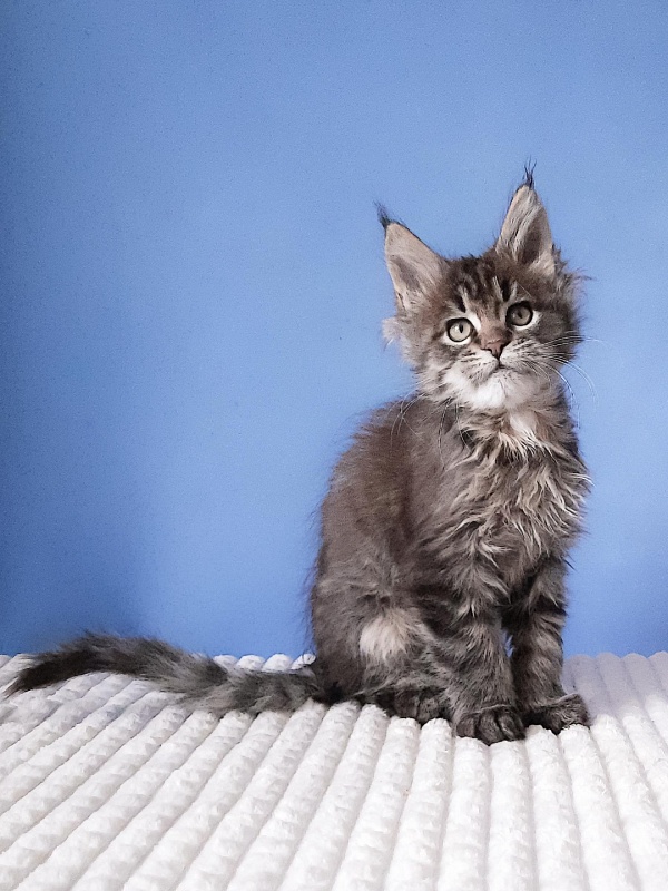Gatto Fantastico  Romario - Kitten maine-coon 2 months 3 weeks