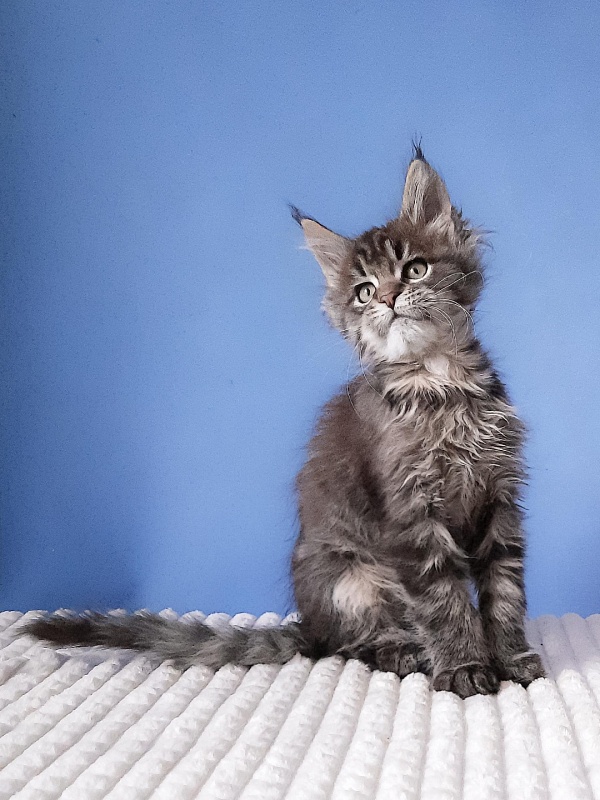 Gatto Fantastico  Romario - Kitten maine-coon 2 months 3 weeks