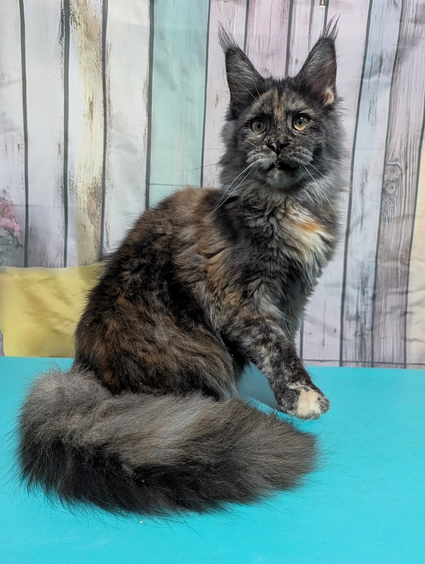 Gatto Fantastico Toffee - Junior maine-coon 8 months 2 weeks