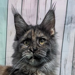 Gatto Fantastico Toffee